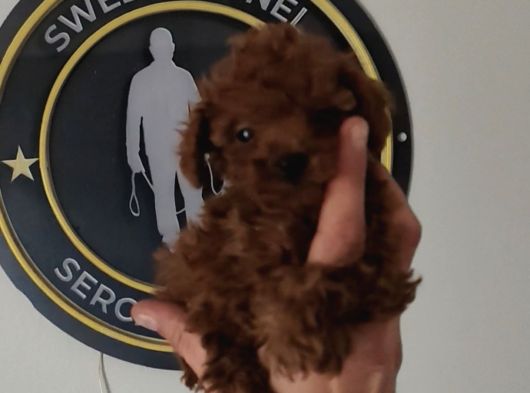1 Kilo Garantili En Küçük Boy görsel