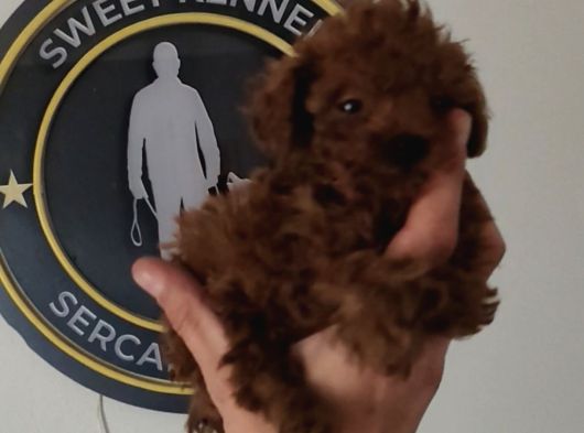 1 kilo garantili en küçük boy