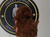 1 Kilo Garantili En Küçük Boy