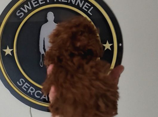 1 Kilo Garantili En Küçük Boy görsel