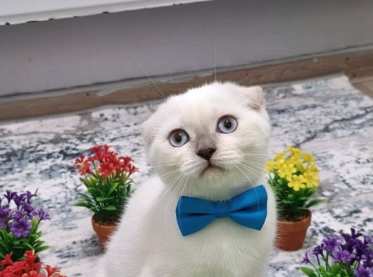 İki̇ Buçuk Aylik Scotsh Fold Çok Uyumlu Bebek