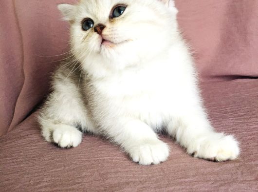 A Kalite Silver Güzel Bebekler görsel