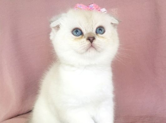 A Kalite Silver Güzel Bebekler