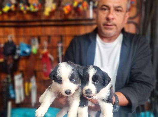 Mükemmel Kalitede Border Collie Bebekler Için Acele Edin görsel