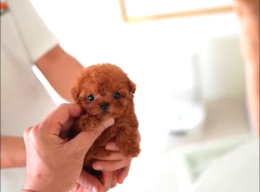 Teacup Kore Poodle Yavrularımız  görsel