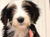 Bernedoodle