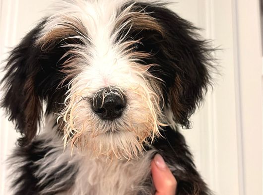 Bernedoodle