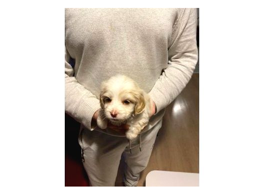 Minik Maltipoo Bebeklerimiz görsel