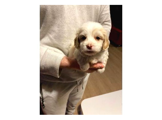 Minik Maltipoo Bebeklerimiz
