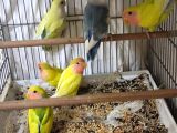 Cennet Sevda Papağanı  Şırınga Beslemesi  - 81 İle Gönde