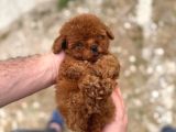 Kore Kan Tedy Poodle Yavrularımız 