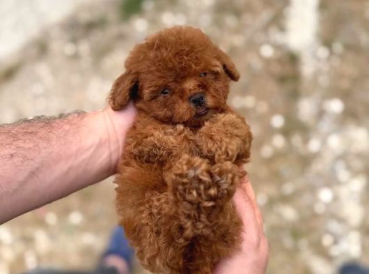 Kore Kan Tedy Poodle Yavrularımız  görsel