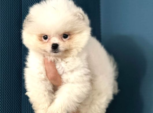 Pomerian Boo Yavrularım Sağlık Ve Irk Garantili görsel