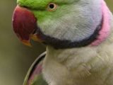 Alex İskender Evcil  81 İle Gönderi̇m Var