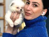 Pomerian Boo Yavrularım Sağlık Ve Irk Garantili
