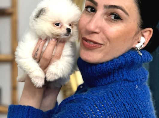 Pomerian Boo Yavrularım Sağlık Ve Irk Garantili görsel