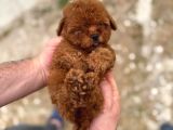 Kore Kan Tedy Poodle Yavrularımız 