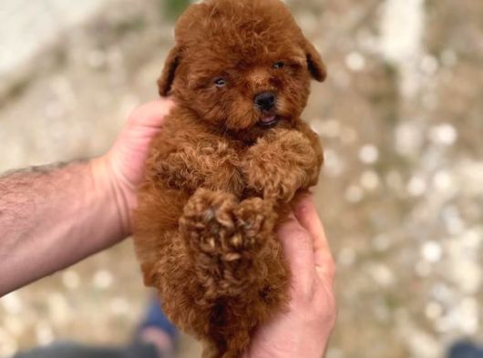 Kore Kan Tedy Poodle Yavrularımız  görsel