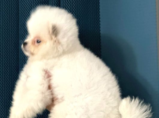 Pomerian Boo Yavrularım Sağlık Ve Irk Garantili görsel
