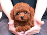 Teacup Kore Poodle Yavrularımız 