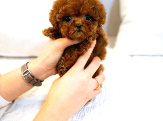 Teacup Kore Poodle Yavrularımız  görsel