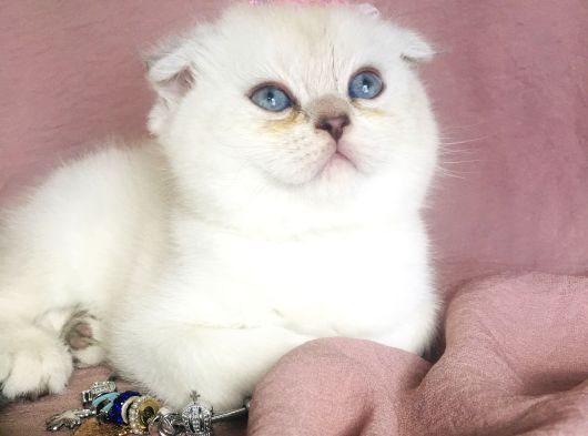 A Kalite Silver Güzel Bebekler görsel