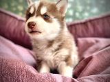 Safkan Husky Yavrulari