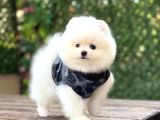 A Kalite Pomeranian Boo