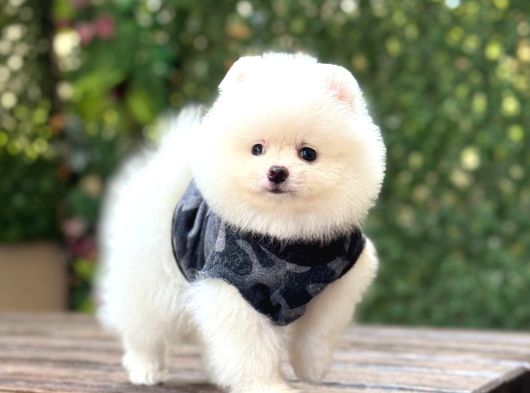 A Kalite Pomeranian Boo görsel