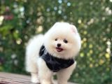 A Kalite Pomeranian Boo