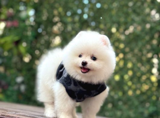 A Kalite Pomeranian Boo görsel