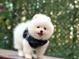 A Kalite Pomeranian Boo
