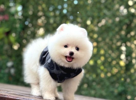 A Kalite Pomeranian Boo