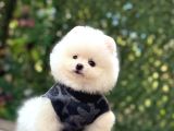 A Kalite Pomeranian Boo