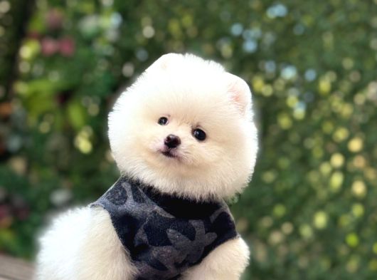 A Kalite Pomeranian Boo görsel
