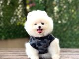 A Kalite Pomeranian Boo