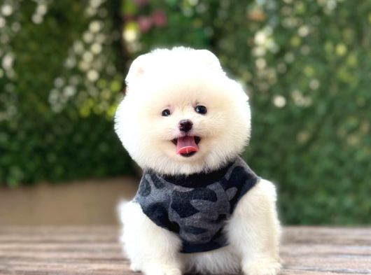 A Kalite Pomeranian Boo görsel