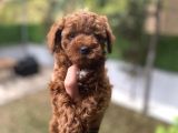 Poodle Yavrularımız