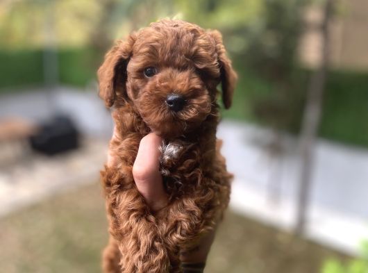 Poodle Yavrularımız görsel