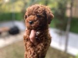 Poodle Yavrularımız