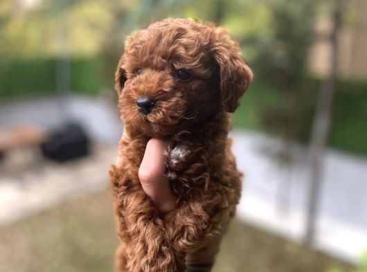 Poodle Yavrularımız görsel