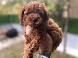 Poodle Yavrularımız