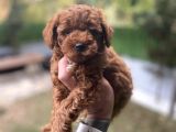 Poodle Yavrularımız