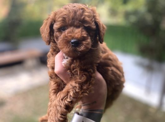 Poodle Yavrularımız görsel