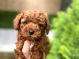 Poodle Yavrularımız