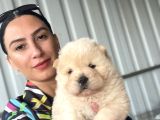Chowchow yavrularım sağlık ve ırk garantilid