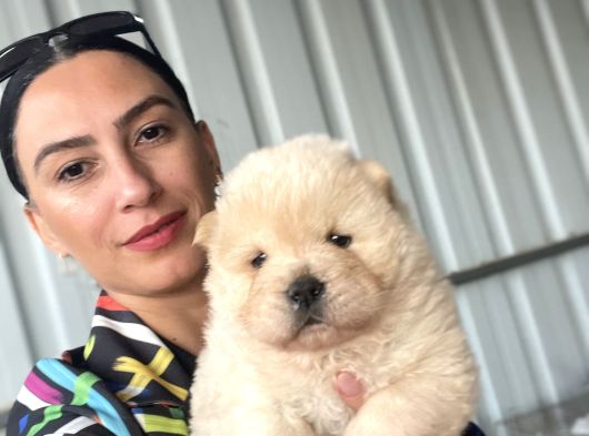 Chowchow Yavrularım Sağlık Ve Irk Garantili görsel