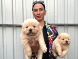Chowchow Yavrularım Sağlık Ve Irk Garantilid