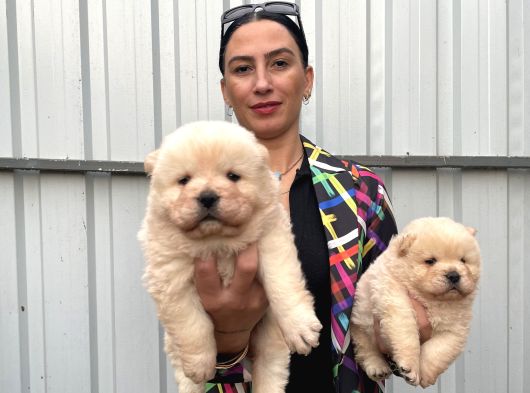 Chowchow Yavrularım Sağlık Ve Irk Garantilid görsel