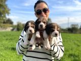 Beagle yavrularım sağlık ve ıtk garantilid